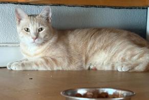 Alerta de Hallazgo Gato cruce Macho Nice Francia