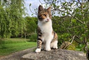 Alerta de Desaparición Gato Hembra, 4 años Baudinard-sur-Verdon Francia