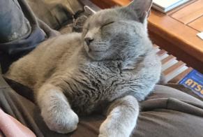 Alerta de Desaparición Gato Macho, 2 años Lens-Lestang Francia