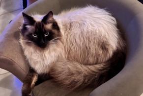 Alerta de Desaparición Gato Hembra, 1 años Beaupuy Francia