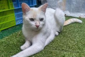 Alerta de Desaparición Gato cruce Macho, 3 años Épron Francia