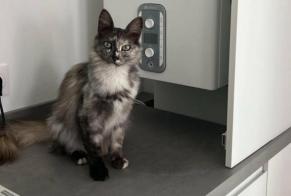 Alerta de Desaparición Gato Hembra, 3 años Cesson-Sévigné Francia