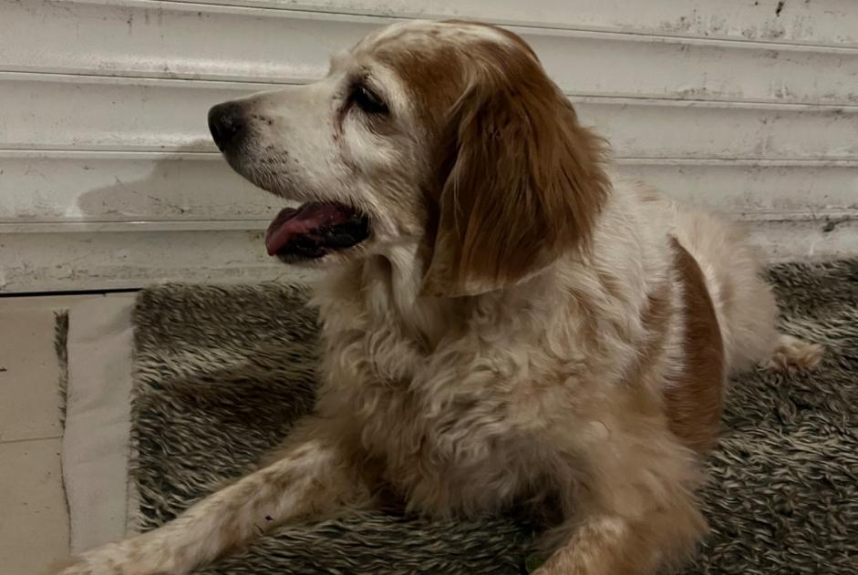 Alerta de Hallazgo Perro cruce Desconocido Saint-Jean-de-Monts Francia