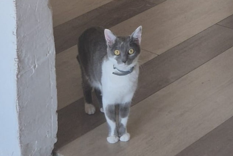 Alerta de Desaparición Gato Hembra , 1 años Falck Francia