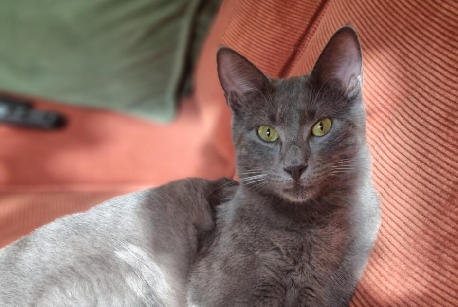 Alerta de Desaparición Gato Macho , 2 años Membrey Francia