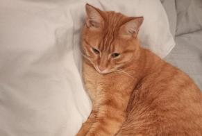 Alerta de Desaparición Gato Macho, 9 años Hériménil Francia