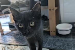 Alerta de Hallazgo Gato Desconocido, Entre 1 y 3 meses Quimper Francia