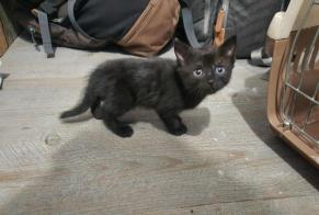 Alerta de Hallazgo Gato Desconocido Clairvaux-les-Lacs Francia