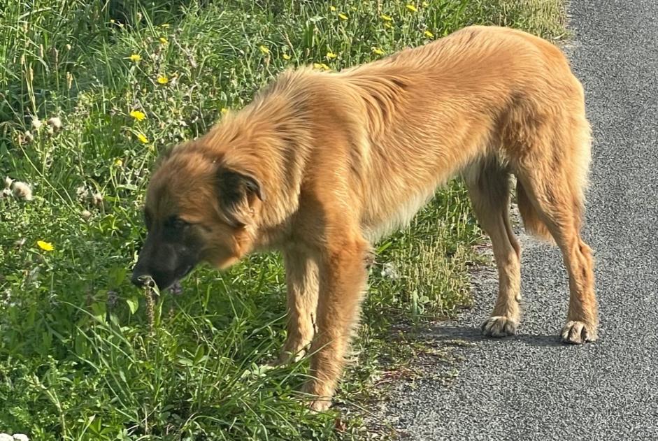Alerta de Hallazgo Perro cruce Macho Mésanger Francia