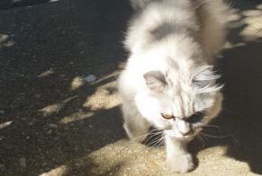 Alerta de Desaparición Gato Macho, 6 años Lissieu Francia