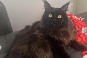 Alerta de Desaparición Gato Macho, 2 años Saffré Francia