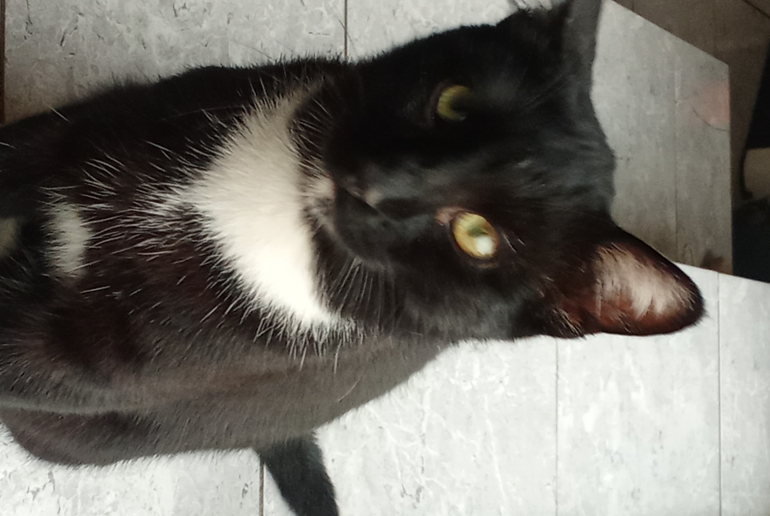 Alerta de Desaparición Gato Macho, 1 años Palau-del-Vidre Francia