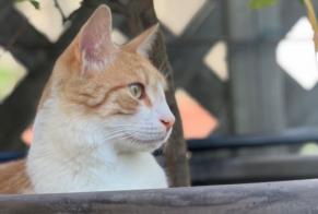 Alerta de Desaparición Gato cruce Macho, 2 años Malakoff Francia