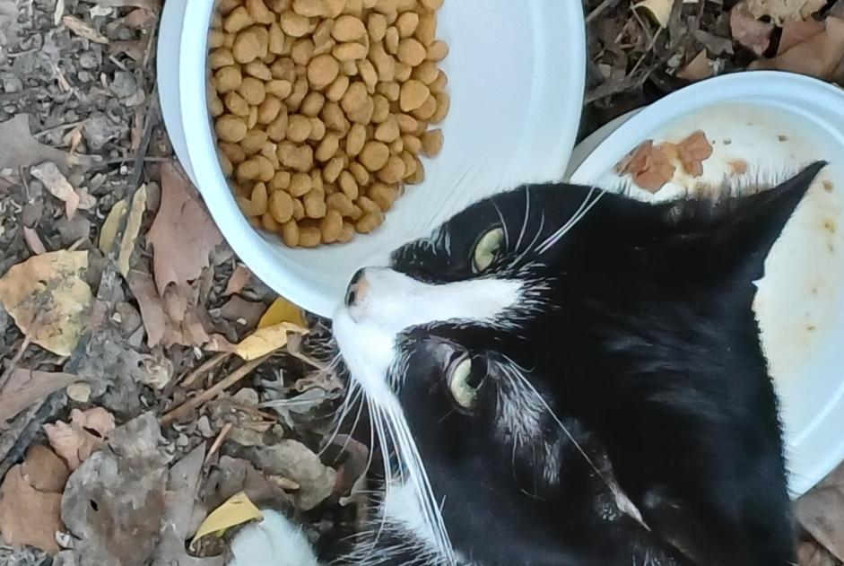 Alerta de Hallazgo Gato  Macho Rosny-sous-Bois Francia