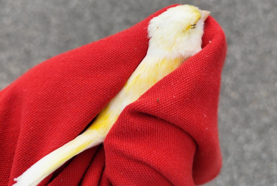 Alerta de Hallazgo Pájaro Desconocido Chambéry Francia