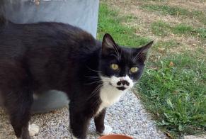 Alerta de Hallazgo Gato Hembra Sylvains-Lès-Moulins Francia