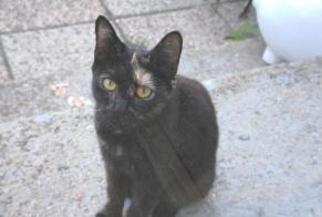 Alerta de Hallazgo Gato Desconocido Faches-Thumesnil Francia