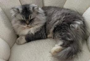 Alerta de Desaparición Gato Hembra, 5 años Caen Francia