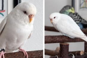 Alerta de Desaparición Pájaro Hembra, 2026 años Paris Francia