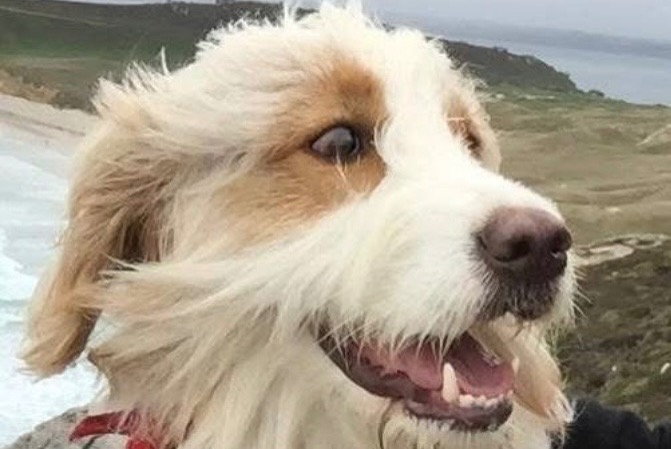 Alerta de Desaparición Perro cruce Macho , 12 años Les Sables-d'Olonne Francia