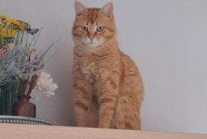 Alerta de Desaparición Gato Macho, 1 años Oost-Cappel Francia