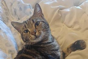 Alerta de Desaparición Gato Macho, 2 años Fillière Francia