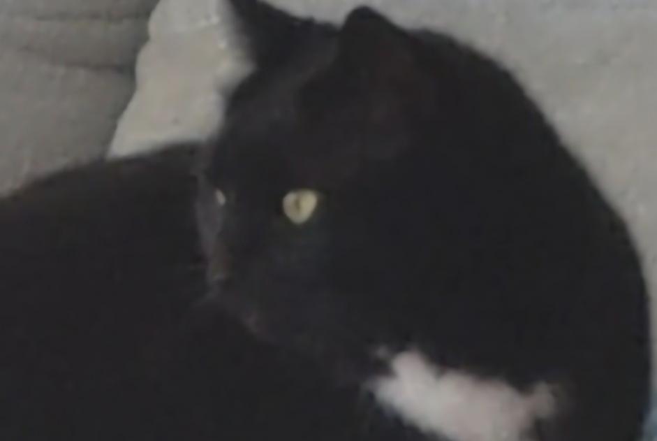 Alerta de Desaparición Gato Hembra , 5 años Varilhes Francia