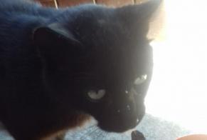 Alerta de Desaparición Gato Hembra, 11 años Sagy Francia
