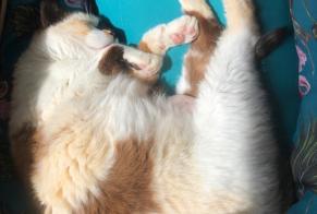 Alerta de Desaparición Gato Hembra, 10 años Pont-Saint-Martin Francia