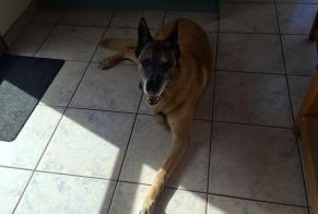 Alerta de Hallazgo Perro Macho Chaumes-en-Retz Francia