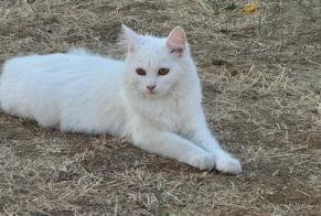 Alerta de Desaparición Gato Hembra, 0 años Montlhéry Francia