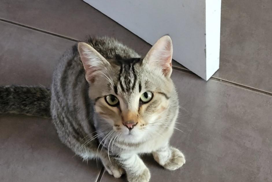 Alerta de Hallazgo Gato  Hembra La Mure Francia
