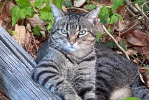 Alerta de Desaparición Gato Macho, 8 años Saint-Gourson Francia