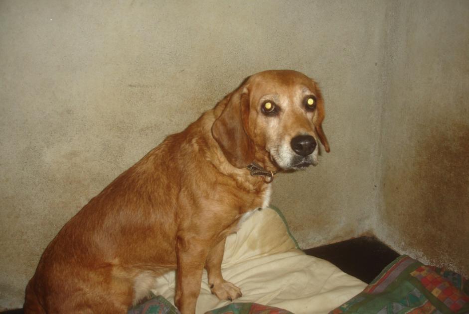 Alerta de Hallazgo Perro Hembra Saint-Amans-Soult Francia