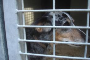 Alerta de Hallazgo Perro Hembra Saint-Amans-Soult Francia