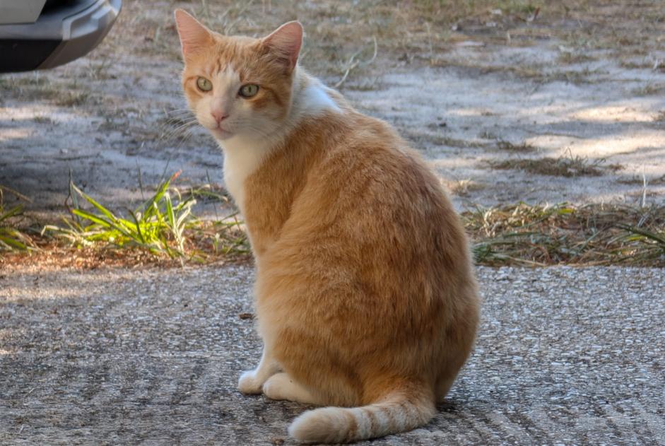 Alerta de Hallazgo Gato Macho Talence Francia
