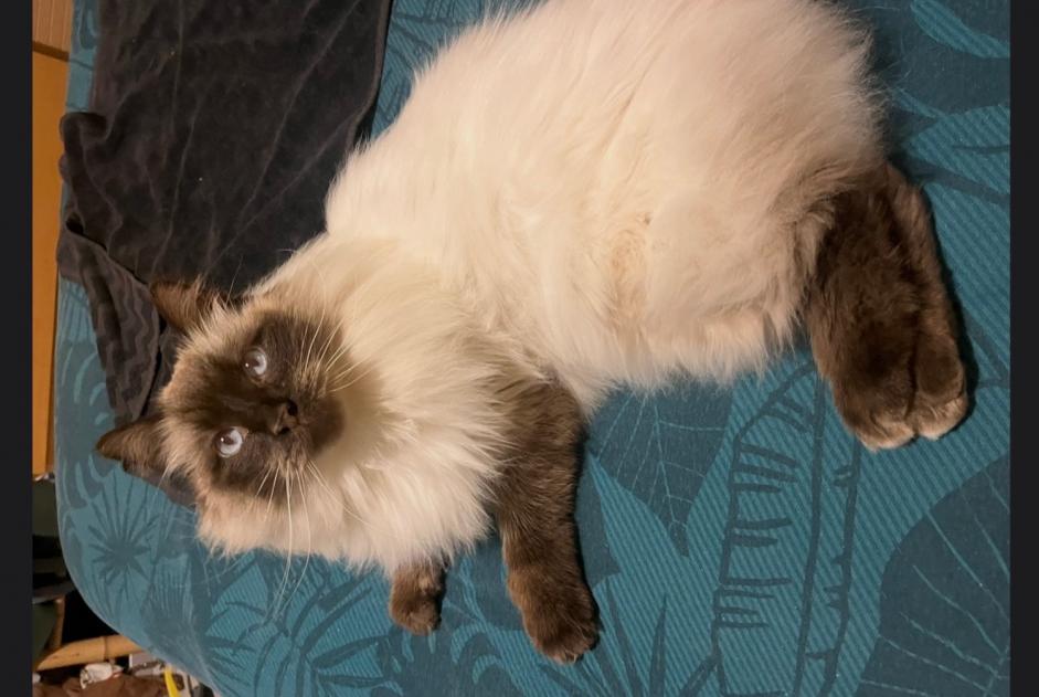 Alerta de Desaparición Gato  Macho , 9 años Trélazé Francia