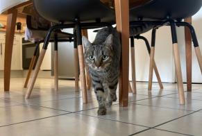 Alerta de Hallazgo Gato cruce Hembra Fenouillet Francia