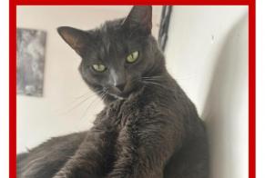 Alerta de Desaparición Gato Macho, 3 años Suresnes Francia