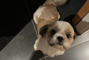 Alerta de Hallazgo Perro Hembra Saint-Memmie Francia