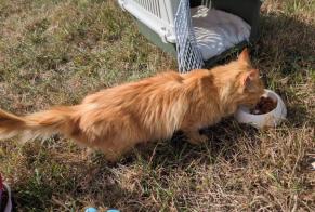 Alerta de Hallazgo Gato cruce Hembra Wœrth Francia