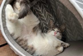 Alerta de Desaparición Gato Hembra, 1 años Lagord Francia