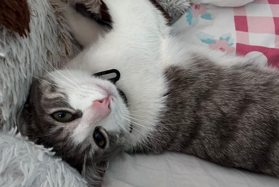 Alerta de Desaparición Gato  Hembra , 1 años Lagord Francia