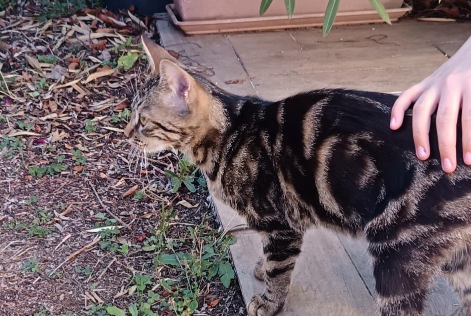 Alerta de Hallazgo Gato Macho Saint-Rogatien Francia