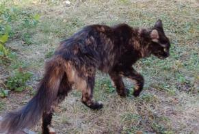 Alerta de Hallazgo Gato Hembra Épône Francia