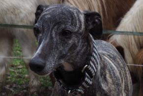 Alerta de Desaparición Perro Hembra, 4 años Joinville-le-Pont Francia