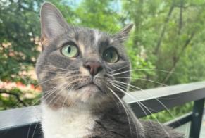 Alerta de Desaparición Gato Hembra, 5 años Grenoble Francia
