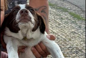 Alerta de Desaparición Perro cruce Macho, 0 años Sorel-Moussel Francia