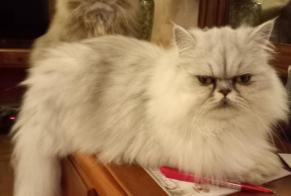Alerta de Desaparición Gato Hembra, 4 años Ombrée d'Anjou Francia