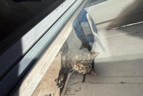 Alerta de Hallazgo Gato Macho, 15 años Longeville-lès-Metz Francia